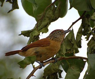 <i>Thamnophilus</i> Genus of birds