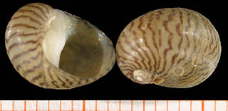 Neritoidea Superfamily of gastropods