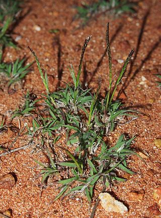 <i>Tripogon</i> Genus of grasses