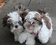 Deux chiots Shih Tzu