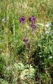 Violetinė tūbė (Verbascum phoeniceum)