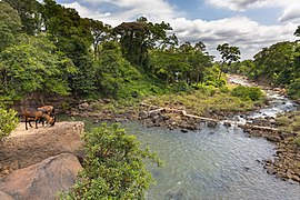 View of Tad Lo river from above, with temporary footbridge and goats