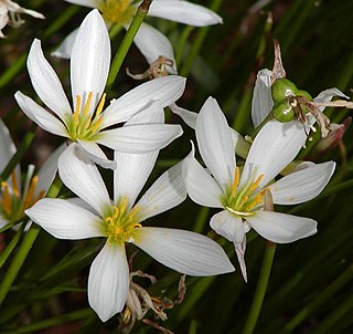 <i>Zephyranthes</i> Genus of flowering plants