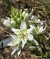 Zigadenus fremontii