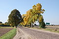 * Nomination Minor road leading to Żelechów, Poland. --Sfu 22:18, 13 November 2007 (UTC) * Promotion Nice light, composition, DOF, reasonable overall sharpness, well categorized and described image page. And it is geocoded, good. -- Slaunger 21:33, 16 November 2007 (UTC)