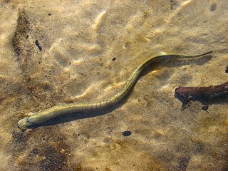 <span class="mw-page-title-main">Agnatha</span> Infraphylum of jawless fish