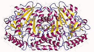 <span class="mw-page-title-main">Kynurenine—oxoglutarate transaminase</span>