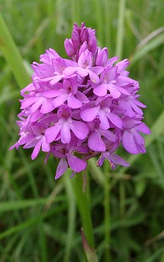 <i>Anacamptis pyramidalis</i> Species of plant