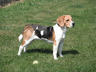 <span class="mw-page-title-main">Scent hound</span> Dog type, hunting dog