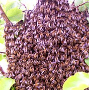 A swarm cluster