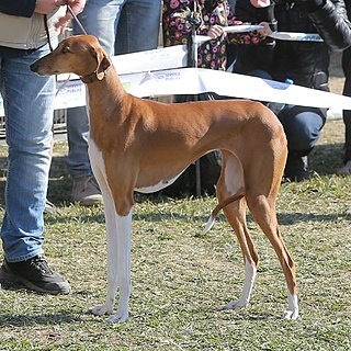 <span class="mw-page-title-main">Azawakh</span> Dog breed