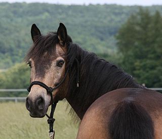 <span class="mw-page-title-main">Sooty horse</span> Trait characterized by black or darker hairs mixed into a horses coat