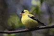 22 Commons:Picture of the Year/2011/R1/Carduelis tristis CT2.jpg