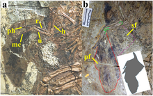 Wing reconstruction and feather impressions of Caudipteryx sp. (a) and C. dongi (b) Caudipteryx wing feathers.png