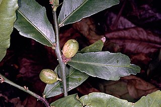 <i>Citrus inodora</i> Species of tree