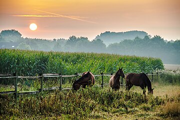 Dülmen, North Rhine-Westphalia, Germany