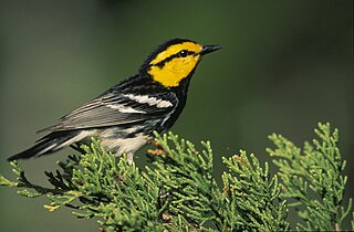 <span class="mw-page-title-main">Golden-cheeked warbler</span> Species of bird