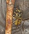 Unidentified wasp (Stuttgart, Germany), Dolichovespula saxonica, eine Königin? Doc Taxon