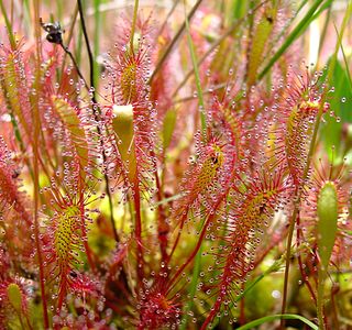 <i>Drosera anglica</i> Species of carnivorous flowering plant in the family Droseraceae