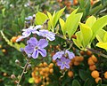 Duranta erecta ou Vanillier de Cayenne.