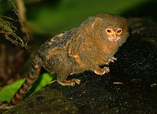 <span class="mw-page-title-main">Pygmy marmoset</span> Genus of monkey