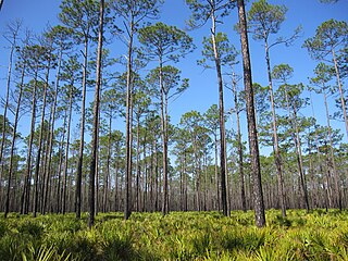 <span class="mw-page-title-main">Osceola National Forest</span> National forest located Florida