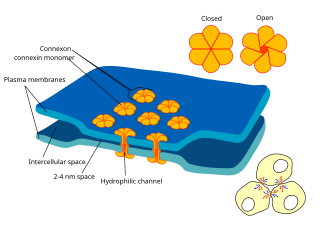 <span class="mw-page-title-main">Gap junction</span> Cell-cell junction composed of innexins or connexins,