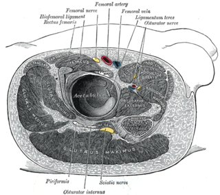 <span class="mw-page-title-main">Obturator nerve</span>