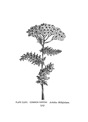 Achillea millefolium Plate 158 in: A.Lounsberry: A guide to the wild flowers (1899)