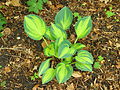 * Nomination Hosta June. A popular hosta.-- Famberhorst 18:18, 16 May 2013 (UTC) * Decline The picture is blurred, why did you chose this extreme combination of aperture and exposure time? --Manuela61 19:53, 16 May 2013 (UTC)  Comment I wanted to try the depth. It was calm and I used a tripod. Are you sure that the image is blurred?-- Famberhorst 16:00, 17 May 2013 (UTC)