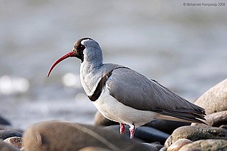 <span class="mw-page-title-main">Ibisbill</span> Species of bird