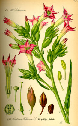 Paprastasis tabakas (Nicotiana tabacum)