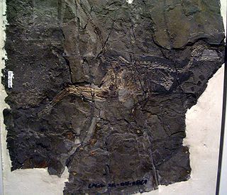 <i>Jinfengopteryx</i> Theropod dinosaur genus