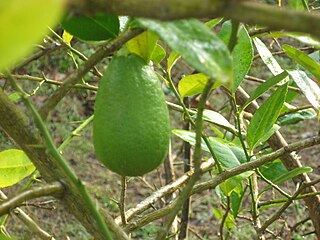 <span class="mw-page-title-main">Kaji Nemu</span> State fruit of Assam