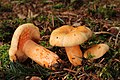 モミ属と共生するLactarius salmonicolor（ベニタケ科、アカモミタケの近縁種）