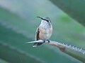 Lucifer Hummingbird (female).jpg