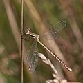 El caballito del diablo esmeralda (Lestes barbarus) es una especie de odonato zigóptero de la familia Lestidae. Ambos sexos tienen la cabeza alargada transversalmente y los ojos separados con coloración azul o marrón. Es una especie que se encuentra en el sur de Europa, en países como España, Francia, Italia y Grecia. Por Charlesjsharp.