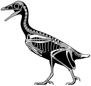 <span class="mw-page-title-main">Avisauridae</span> Extinct family of dinosaurs