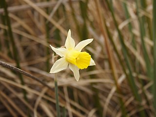 <i>Narcissus nevadensis</i> Species of daffodil