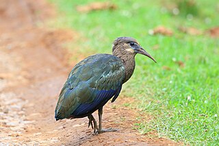 <span class="mw-page-title-main">Olive ibis</span> Species of bird