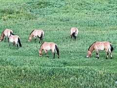 Parc Hustai - cavall de Przewalski