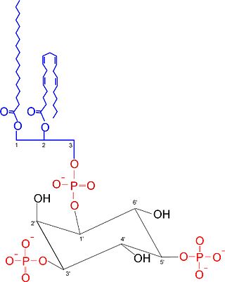 <span class="mw-page-title-main">Phosphatidylinositol 3,5-bisphosphate</span> Chemical compound