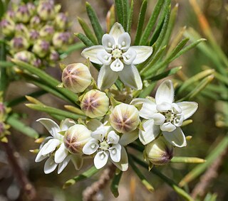 <i>Asclepias linaria</i> Species of flowering plant