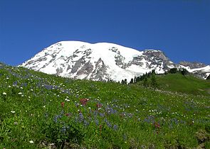 Wildflower Meadow near Paradise