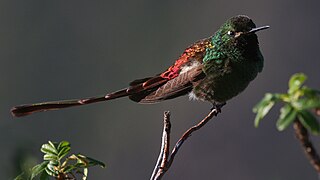 <span class="mw-page-title-main">Red-tailed comet</span> Species of bird