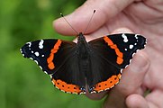 Vanessa atalanta (red admiral) Adult, dorsal view.