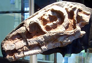 <span class="mw-page-title-main">Riojasauridae</span> Extinct clade of dinosaurs