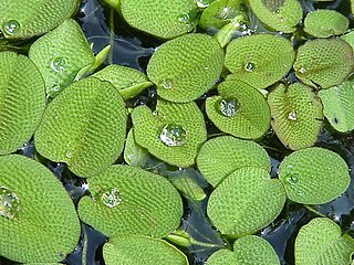 <i>Salvinia</i> Genus of aquatic plants