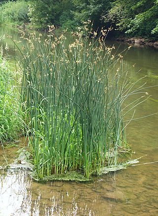 <i>Schoenoplectus lacustris</i> Species of grass-like plant