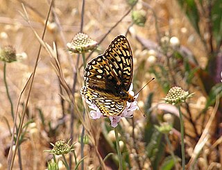 <i>Speyeria callippe</i> Species of butterfly